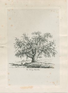 Tutbury - "Wych Elm": gravür, nd [c 1820] by Jacob George Strutt