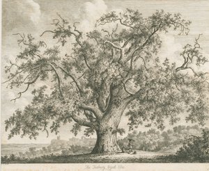 Tutbury - "Wych Elm": gravür, nd [c 1820] by Jacob George Strutt