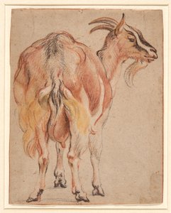 Keçi, yaklaşık 1657 (tebeşir ve beyazla zenginleştirilmiş yıkama) by Jacob Jordaens