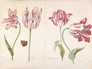 Dört Lale: Tereyağı Adam Tereyağı Adam, Joncker Nobleman, Büyük Plumaceous..., yaklaşık 1635-45.