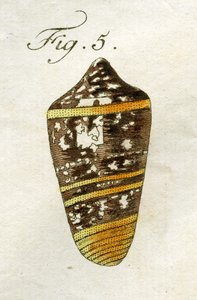 Conus Ammiralis (alt tür Summus) çizimi, 1790 (el renkli gravür)