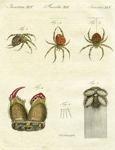Örümcek çizimi, 1790 (el renkli gravür)