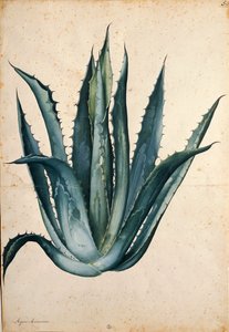 Jacopo Ligozzi tarafından yüzyıl bitkisi (Agave americana)