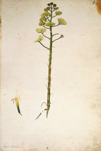 Yüzyıl bitki çiçeği (Agave americana), Jacopo Ligozzi tarafından