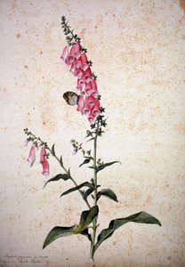 Herbaryum: Papilio paphia ile Digitalis purpurea