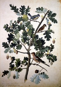 Herbaryum : Quercus robur by Jacopo Ligozzi