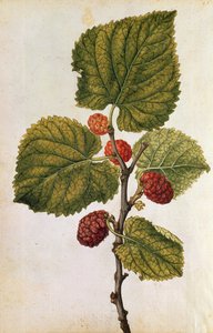 Dut: Morus Nigra, c.1568 (renkli taş baskı) by Jacques (1533-88) Le Moyne
