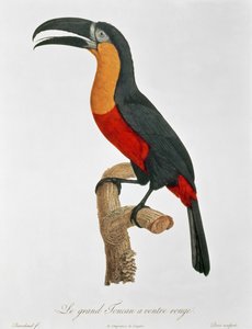 Guyard tarafından oyulmuş Dev Touraco (renkli gravür) by Jacques (after) Barraband