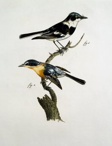 Pririt Batis