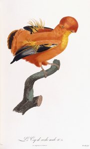 Erkek Cock-of-the-rock