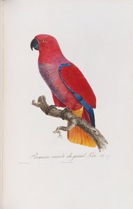 Premiere variete du Grand Lori, Langlois tarafından oyulmuş, c.1801-05