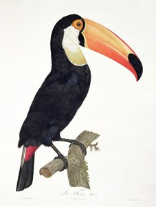 Toucan No.2, Francois Levaillant