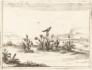 Devedikeni üzerinde tünemiş kuş by Jacques Callot