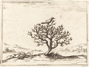 Bir çalıda bülbül by Jacques Callot