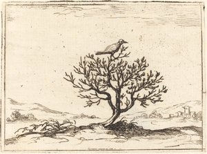 Çalıdaki Bülbül, 1628. by Jacques Callot