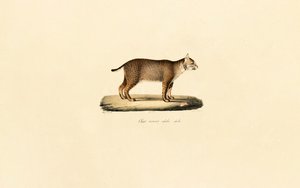 Yetişkin Bobcat by Jacques Christophe Werner
