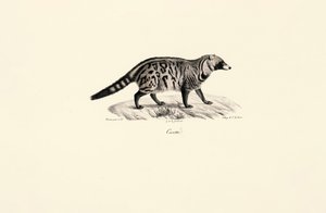 Afrika Misk Kedisi (Civettictis civetta) by Jacques Christophe Werner