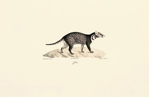 Afrika Misk kedisi by Jacques Christophe Werner