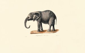 Afrika Fili (Yavru) by Jacques Christophe Werner