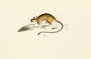 Afrika Gerbil