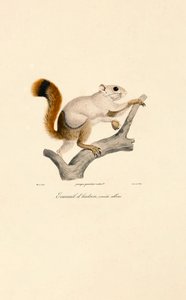 Amerikan Kızıl Sincabının Albino Varyantı by Jacques Christophe Werner