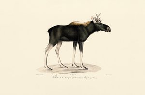 Amerikan Geyiği (Alces americanus) by Jacques Christophe Werner