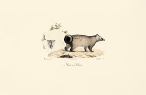 Asya Palmiye Misk kedisi by Jacques Christophe Werner