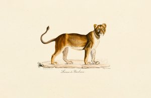 Profilden Dişi Berberi Aslanı by Jacques Christophe Werner