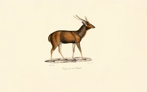 Bengal Eksen Geyiği by Jacques Christophe Werner