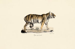  by Jacques Christophe Werner