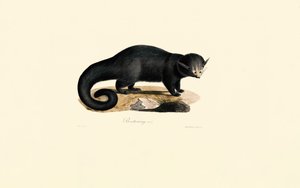 Binturong (Arctictis binturong) by Jacques Christophe Werner