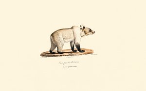 Cantabrian Boz Ayısı (Ursus arctos pyrenaicus) by Jacques Christophe Werner