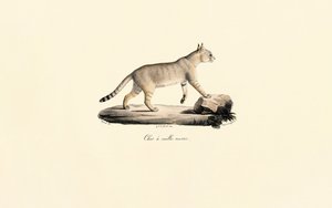 Karakulak by Jacques Christophe Werner