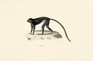  by Jacques Christophe Werner