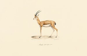  by Jacques Christophe Werner