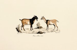 Cüce Geyik ve Cüce Keçi by Jacques Christophe Werner