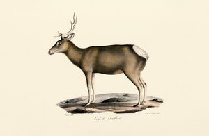 Elk - Erkek by Jacques Christophe Werner