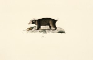 Avrupa Porsuğu by Jacques Christophe Werner