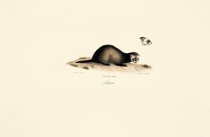  by Jacques Christophe Werner
