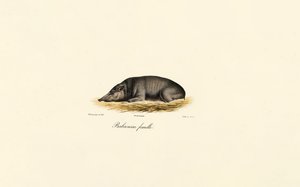 Dişi Babirusa by Jacques Christophe Werner