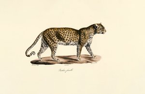 Dişi leopar by Jacques Christophe Werner