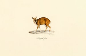 Dişi Muntjac by Jacques Christophe Werner