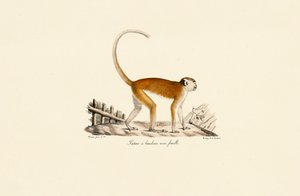 Siyah kaş bantlı dişi Patas Maymunu by Jacques Christophe Werner