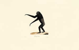 Dişi Siamang by Jacques Christophe Werner