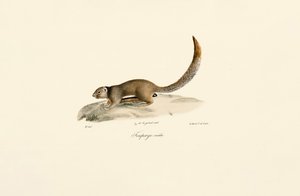 Altın Benekli Yer Sincabı (Erkek) by Jacques Christophe Werner