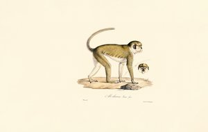  by Jacques Christophe Werner