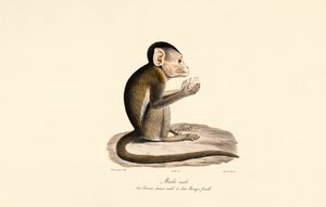 Bonnet ve Domuz Kuyruklu Makak Melezi by Jacques Christophe Werner