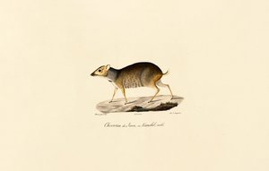 Javan Fare Geyiği (Erkek) by Jacques Christophe Werner