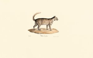 Leopar Kedisi (Prionailurus bengalensis) by Jacques Christophe Werner