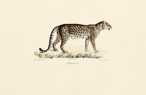 Leopar, erkek by Jacques Christophe Werner
